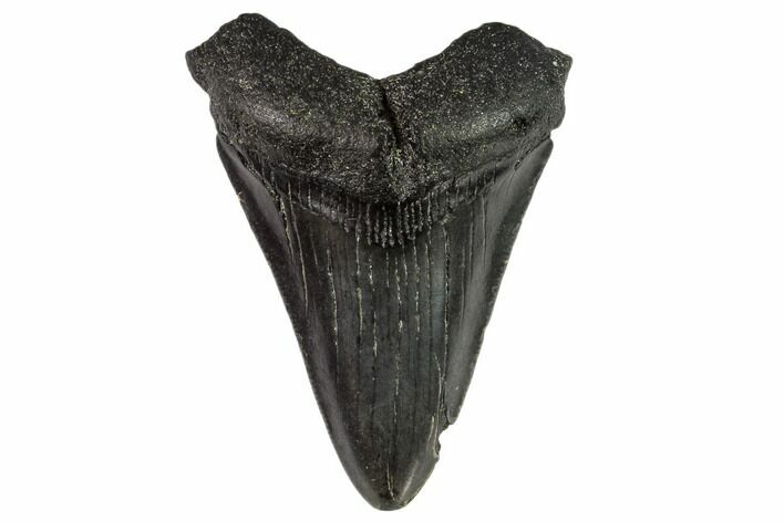 Juvenile Megalodon Tooth - Georgia #111610